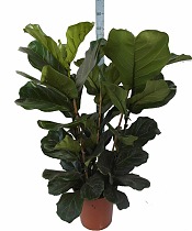 Фикус Лировидный (Лирата) 3 ствола - Ficus lyrata D30 H120