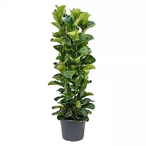 Фикус Лировидный (Лирата) - Ficus lyrata D35 H140