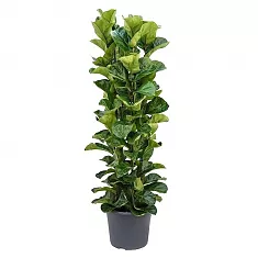 Фикус Лировидный (Лирата) - Ficus lyrata D35 H140