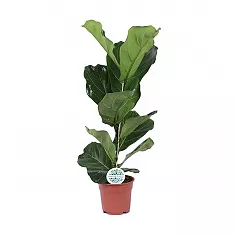 Фикус Лировидный (Лирата) - Ficus lyrata D17 H70