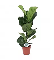 Фикус Лировидный (Лирата) - Ficus lyrata D17 H70