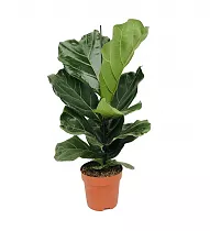 Фикус Лировидный (Лирата) - Ficus lyrata D17 H60