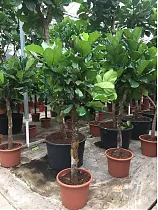 Фикус Лирата на стволе  - Ficus lyrata D50 H230