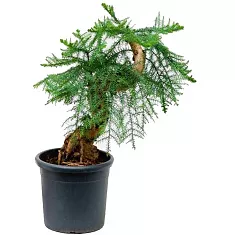 Бонсай Араукария- Bonsai Araucaria D25 H90