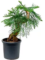 Бонсай Араукария- Bonsai Araucaria D25 H90