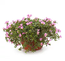 Портулак огородный - Portulaca oleracea D21