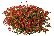 Портулак огородный - Portulaca oleracea D21