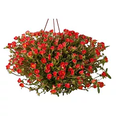 Портулак огородный - Portulaca oleracea D21