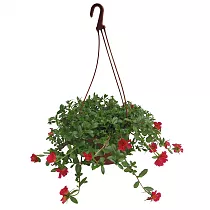 Портулак огородный - Portulaca oleracea D21