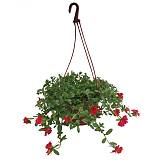 Портулак огородный - Portulaca oleracea D21