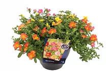 Портулак огородный - Portulaca oleracea D21