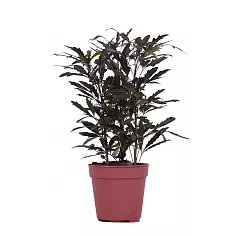 Дизиготека изящнейшая - Dizygotheca elegantissima D12 H30