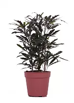 Дизиготека изящнейшая - Dizygotheca elegantissima D12 H30