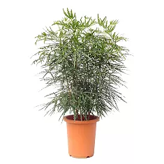 Дизиготека элегантная - Dizygotheca elegantissima D20 H70