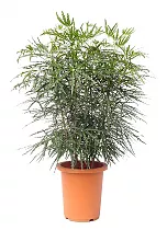 Дизиготека элегантная - Dizygotheca elegantissima D20 H70