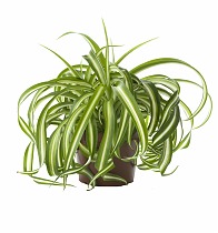 Хлорофитум кудрявый Бонни - Chlorophytum bonnie caribbean D18 H35