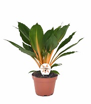 Хлорофитум Грин Оранж - Chlorophytum green orange D12 H45