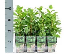 Актинидия аргута Иссей - Actinidia arguta Issai D11 H40
