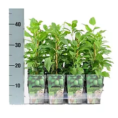 Актинидия аргута Иссей - Actinidia arguta Issai D11 H40