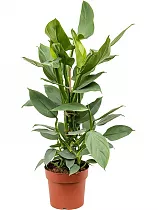 Филодендрон копьевидный - Philodendron Hastatum D33 H90