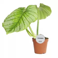 Филодендрон Мамей - Philodendron Mamei D15 H50