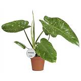 Филодендрон Джози Буоно - Philodendron Jose Buono D15 H45