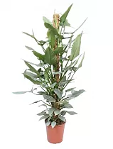 Филодендрон копьевидный - Philodendron Hastatum D27 H150