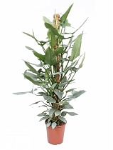 Филодендрон копьевидный - Philodendron Hastatum D27 H150