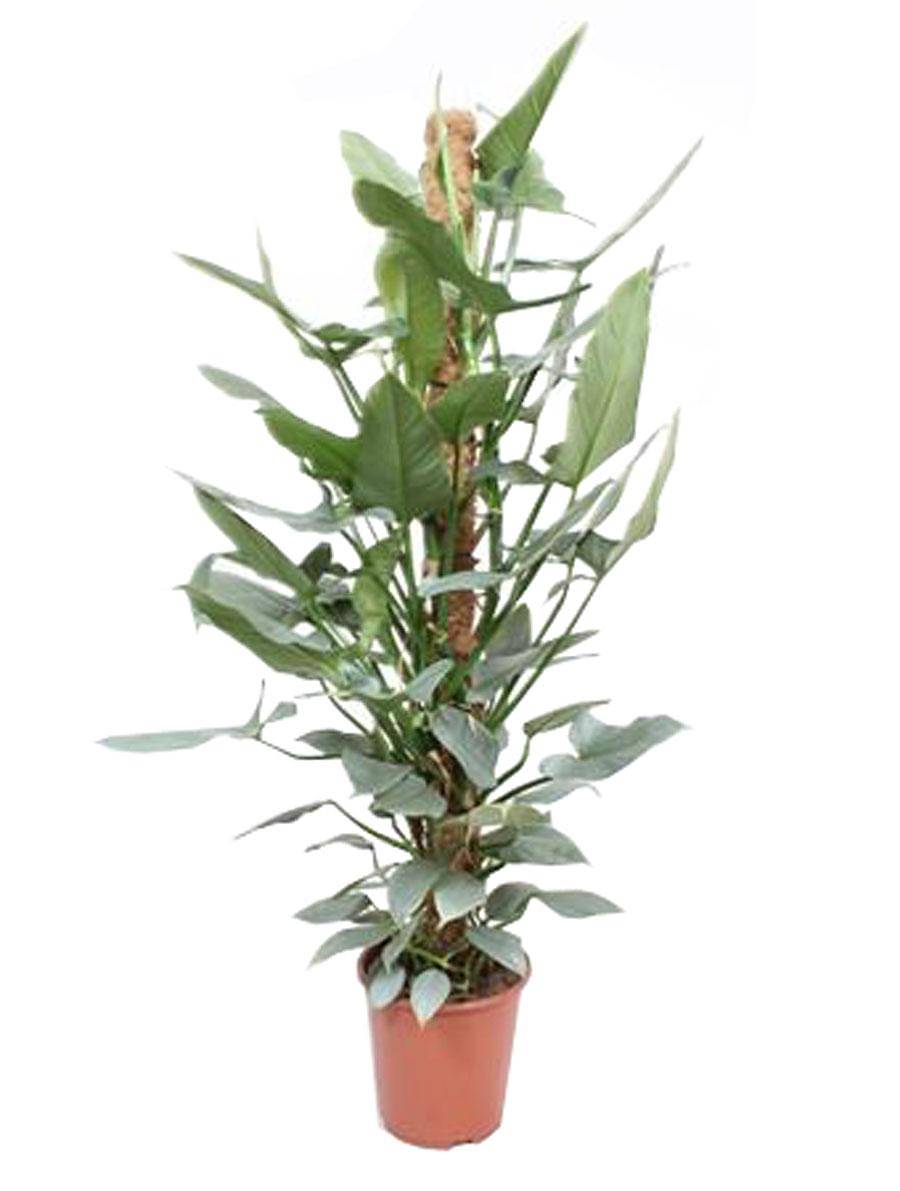 Филодендрон копьевидный - Philodendron Hastatum D27 H150