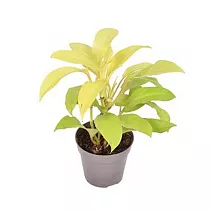 Филодендрон Малай Голд - Philodendron Malay Gold D12 H40