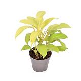 Филодендрон Малай Голд - Philodendron Malay Gold D12 H40