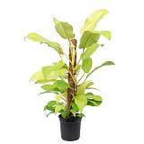 Филодендрон Малай Голд - Philodendron Malay Gold Mosspole D16 H80