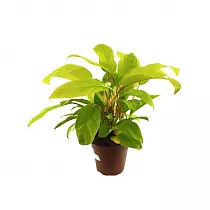 Филодендрон Малай Голд - Philodendron Malay Gold D15 H50