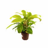 Филодендрон Малай Голд - Philodendron Malay Gold D15 H50