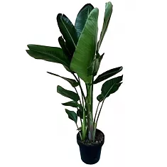 Стрелиция Августа - Strelitzia Augusta 3pp D30 H180