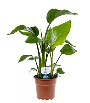 Стрелиция Николай - Strelitzia Nicolai D17 H65