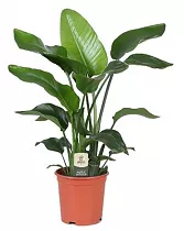 Стрелиция Николай - Strelitzia Nicolai D21 H80