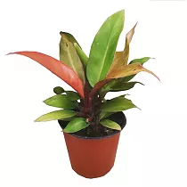 Филодендрон Оранж - Philodendron Orange D27 H50