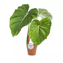 Филодендрон Пастазанум - Philodendron Pastazanum D15 H60