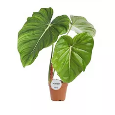 Филодендрон Пастазанум - Philodendron Pastazanum D15 H60