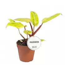 Филодендрон Паинтед Леди - Philodendron Painted Lady D12 H30