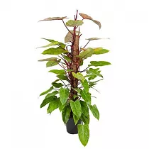 Филодендрон Паинтед Леди - Philodendron Painted Lady Mosspole D24 H120