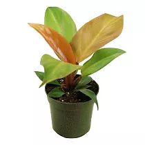 Филодендрон Оранж - Philodendron Orange D12 H45