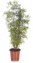 Полисциас папоротниколистный фолисифолия -  Polyscias filicifolia  D27 H110
