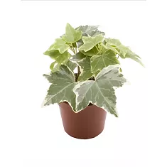 Плющ хедера хеликс вариегата - Hedera Helix Variegata D9 H15