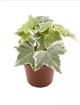 Плющ хедера хеликс вариегата - Hedera Helix Variegata D9 H15