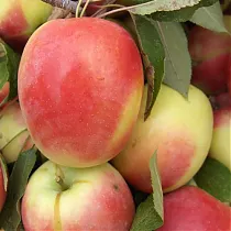 Яблоня домашняя Синап - Malus domestica Sinap 3-5 ltr, 100-180 см