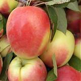 Яблоня домашняя Синап - Malus domestica Sinap 3-5 ltr, 100-180 см