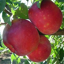 Яблоня домашняя Прима - Malus domestica Prima 3-5 ltr, 100-180 см