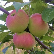 Яблоня домашняя Подарок - Malus domestica Podarok 3-5 ltr, 100-180 см